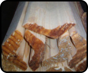 Burdur Ge&ccedil;er Orman &Uuml;r&uuml;nleri